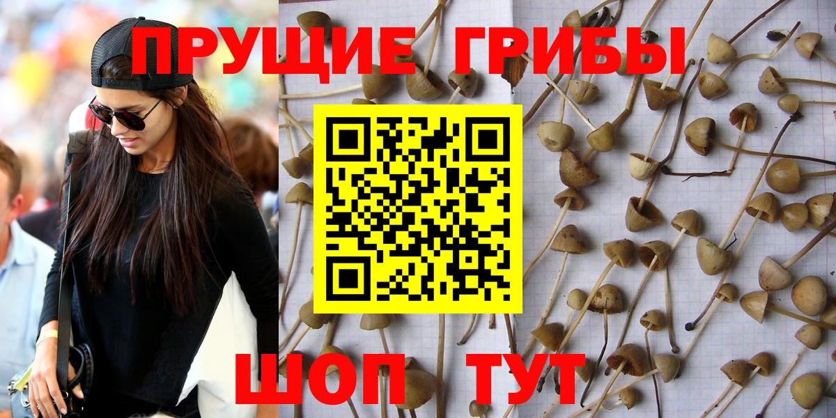 Галлюциногенные грибы Psilocybine cubensis Горячий Ключ